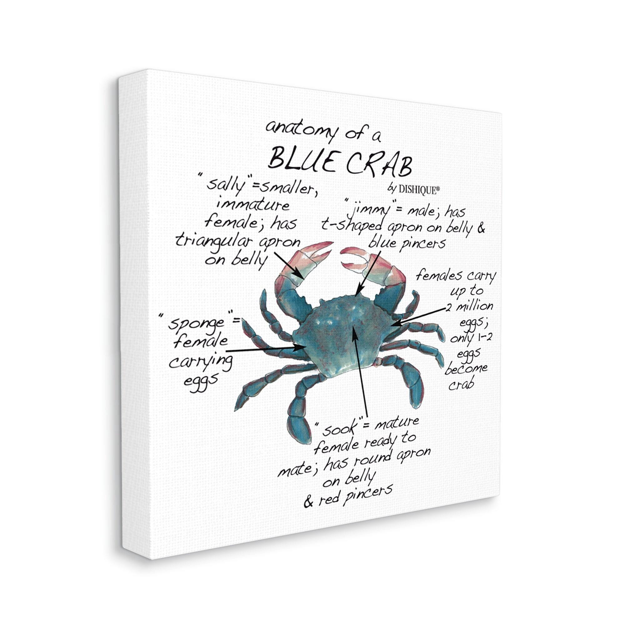 Stupell Industries Crab Anatomy Facts Educational Sea Life Diagram Graphic Art Gallery Wrapped Canvas Print Wall Art, Design by Dishique