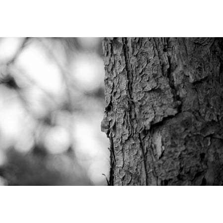 Wood Dead Eye - LAMINATED POSTER Memories In My Eyes Dead Wood Era Memory Tree Wood Poster Print 24 x 36