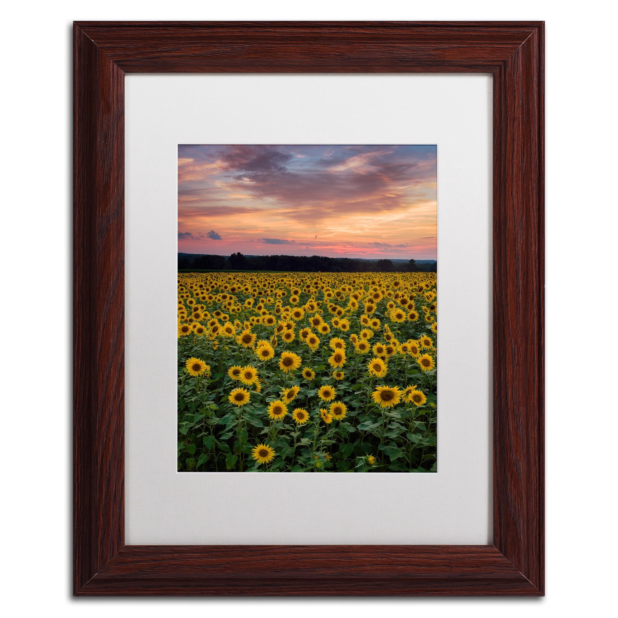 Trademark Fine Art "Sunflowers" Canvas Art by Michael Blanchette Photography White Matte, Wood Frame