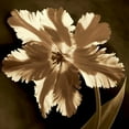 thumbnail image 2 of Kelly, Caroline 12x12 White Modern Wood Framed Museum Art Print Titled - Parrot Tulip I, 2 of 4