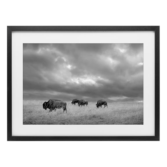 Stupell Industries Bisons Under an Autumn Sky Black Framed Print Under Glass, design by Steve Toole