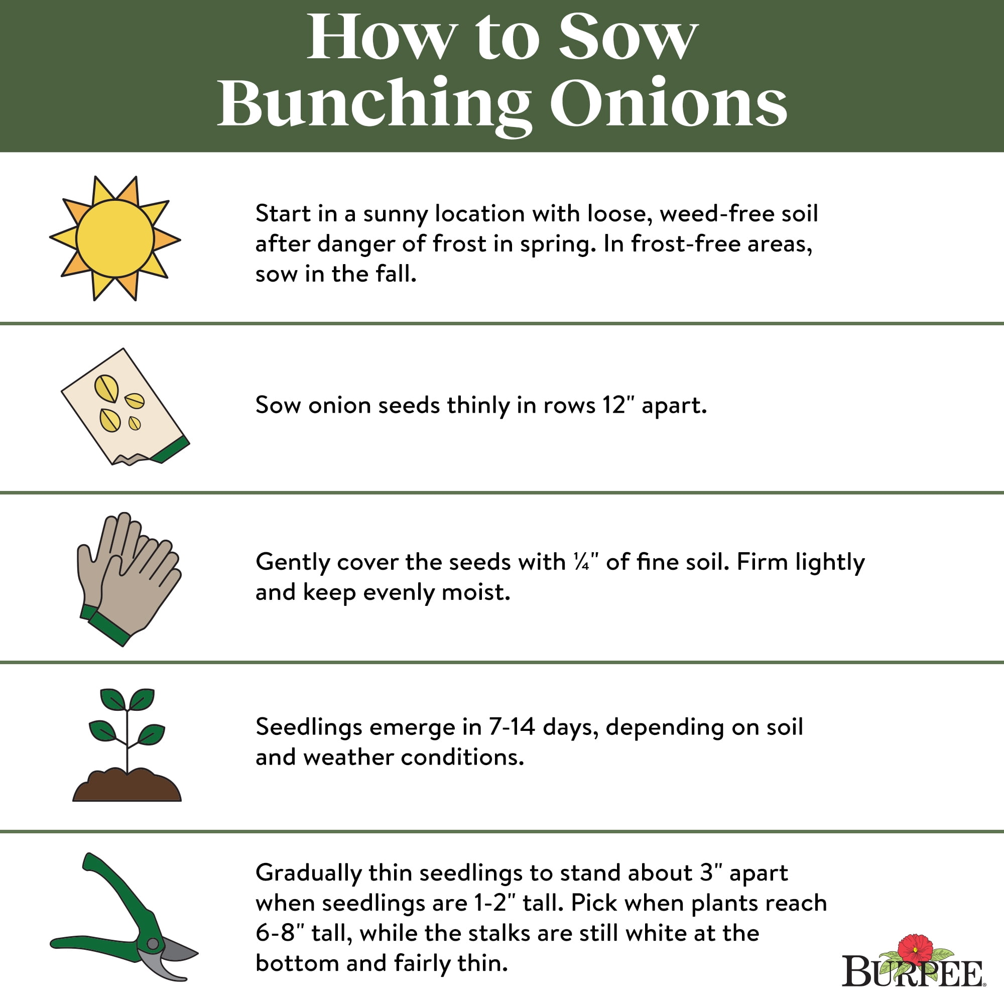 Burpee Blushing Bunch Bunching Onion Seeds - Container-Friendly, Vegetable Gardening Seeds, 1-Pack