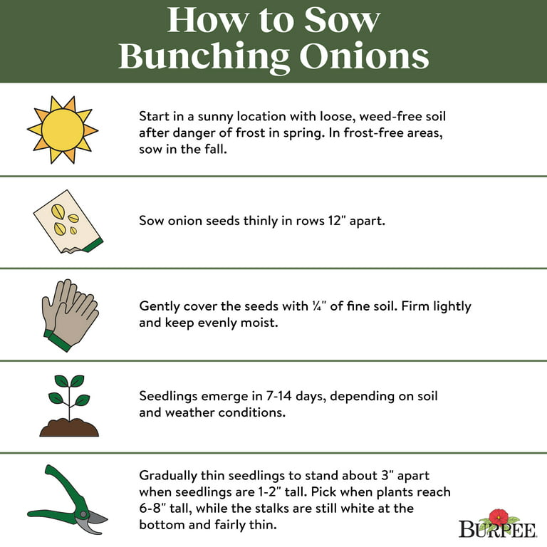 Onion Blush Hybrid - Burpee