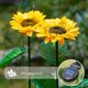 thumbnail image 2 of Moyic Girasoles Luz solar IP55 Lámpara de decoración de vacaciones a prueba de agua Patio Pasillo Paisaje Herramienta de iluminación decorativa Iluminación y accesorios Moyic HA072746-00, 2 of 6