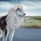 thumbnail image 3 of Peluca con melena de león para perros Onmygogo, talla M, gris, 3 of 6