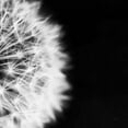 thumbnail image 2 of Aledanda 12x12 Black Ornate Wood Framed with Double Matting Museum Art Print Titled - Dandelion on Black II, 2 of 4