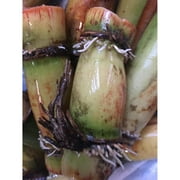 Perennial Sugarcane Root Stock Organic 4 Germinated Healthy Tropical Plants Green/Yellow
