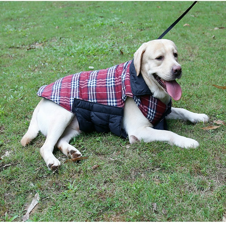 Cold collar for dogs discount