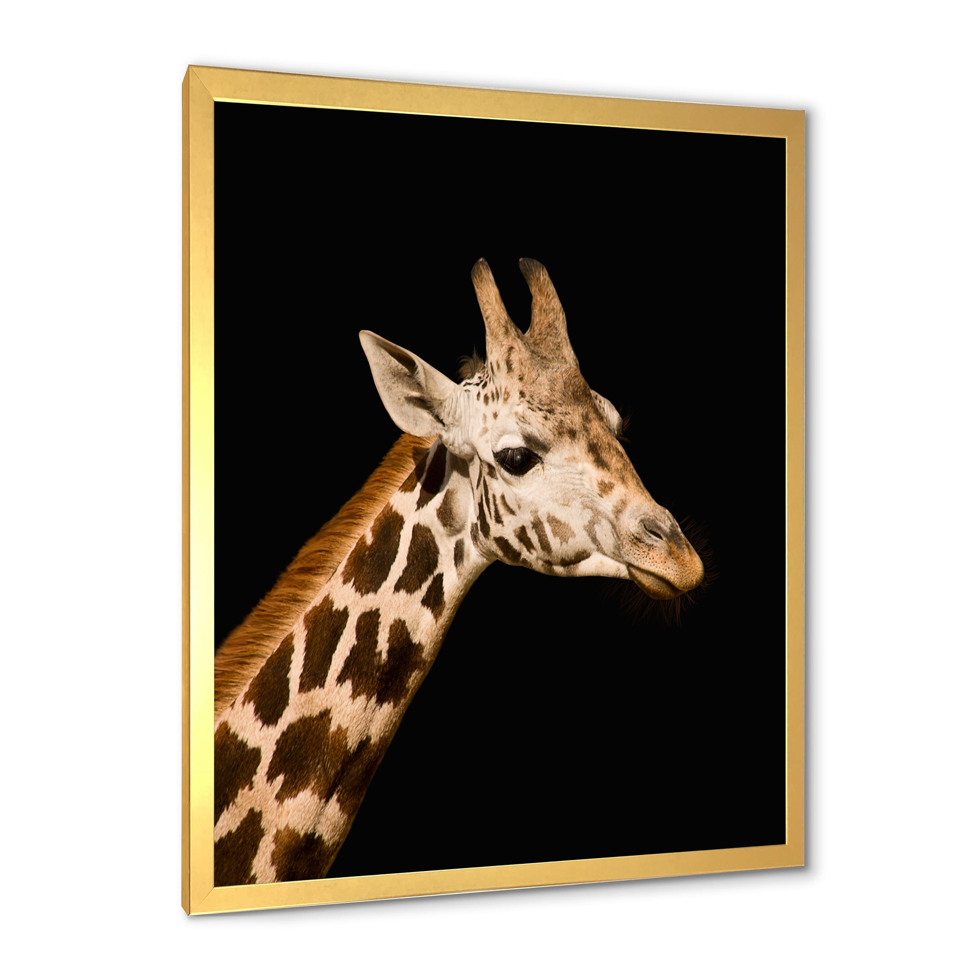 Designart 'Close Up Portrait Of A Giraffe On Black IV' Farmhouse Framed Art Print