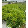 thumbnail image 4 of Boursault Rhododendron #2 Container Size, 4 of 4