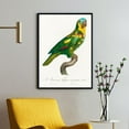 thumbnail image 1 of The Turquoise-Fronted Amazon, Amazona Aestiva - 1801—1805 | Francois Levaillant | Premium Fine Art Print | 18th Century French | Naturalism | Portrait | Nature Art, 1 of 7