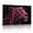 A, variant on XaaKee Neon Pink Regal Leopard Canvas Wall Art Prints Modern Big Cat Art Prints Inner Framed 18*12Inch