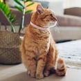 thumbnail image 5 of Miaocao 4 Pcs Rhinestone Cat Collar Heart Bling Breakaway Girl Cat Soft Velvet Fancy Adjustable Safety Kitten Collar with Bell 8-11 Inch for Small Dogs and Kitty(Red, Black), 5 of 6