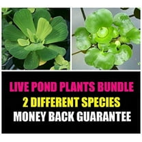 Water Lettuce and Water Hyancinth Bundle - 4 Floating Live Pond Plants