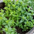 thumbnail image 5 of Fragrant Mint Plant Live, 4-6 Inches, Culinary Mint Herb for Indoor Outdoor Gardens (Peppermint), 5 of 5