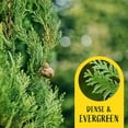 thumbnail image 4 of 2 Emerald Green Arborvitae Saplings in 3.5” Cubes | Live Evergreen Privacy Hedge Tree | Upright Compact Form, Fast-Growing, Cold-Hardy Plant for Screens & Landscaping (Thuja occidentalis 'Smaragd'), 4 of 10