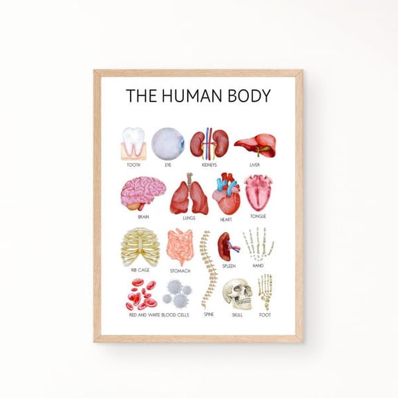 The Human Body Poster, Educational Poster, Homeschool Posters, Classroom Posters, Playroom Posters, Montessori Posters, Anatomy Posters, Unframed Paper Poster 8x10in