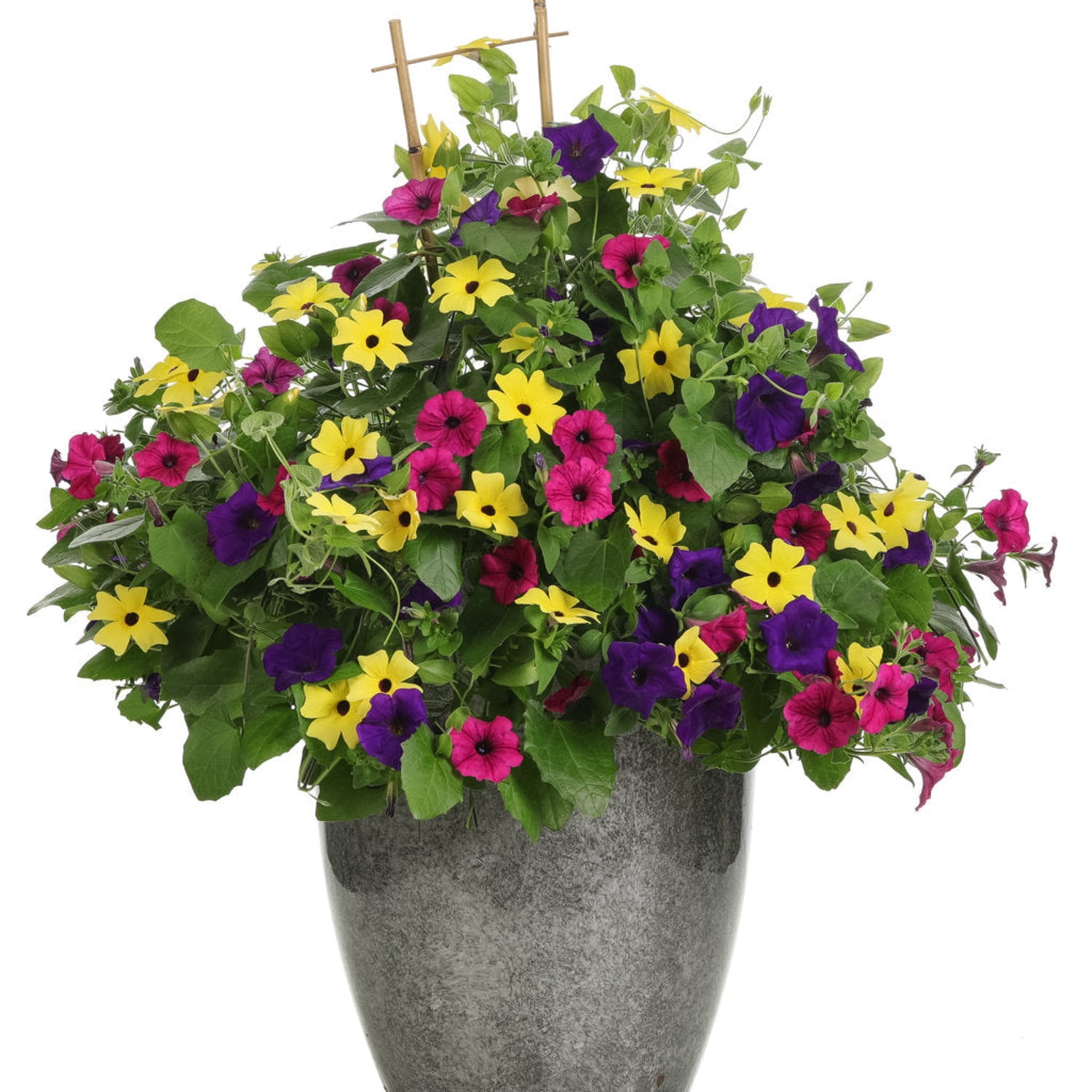 Proven Winners 8" Yellow Lemon A-Peel Black-Eyed Susan Vine Live Plant in 6.5" Pot