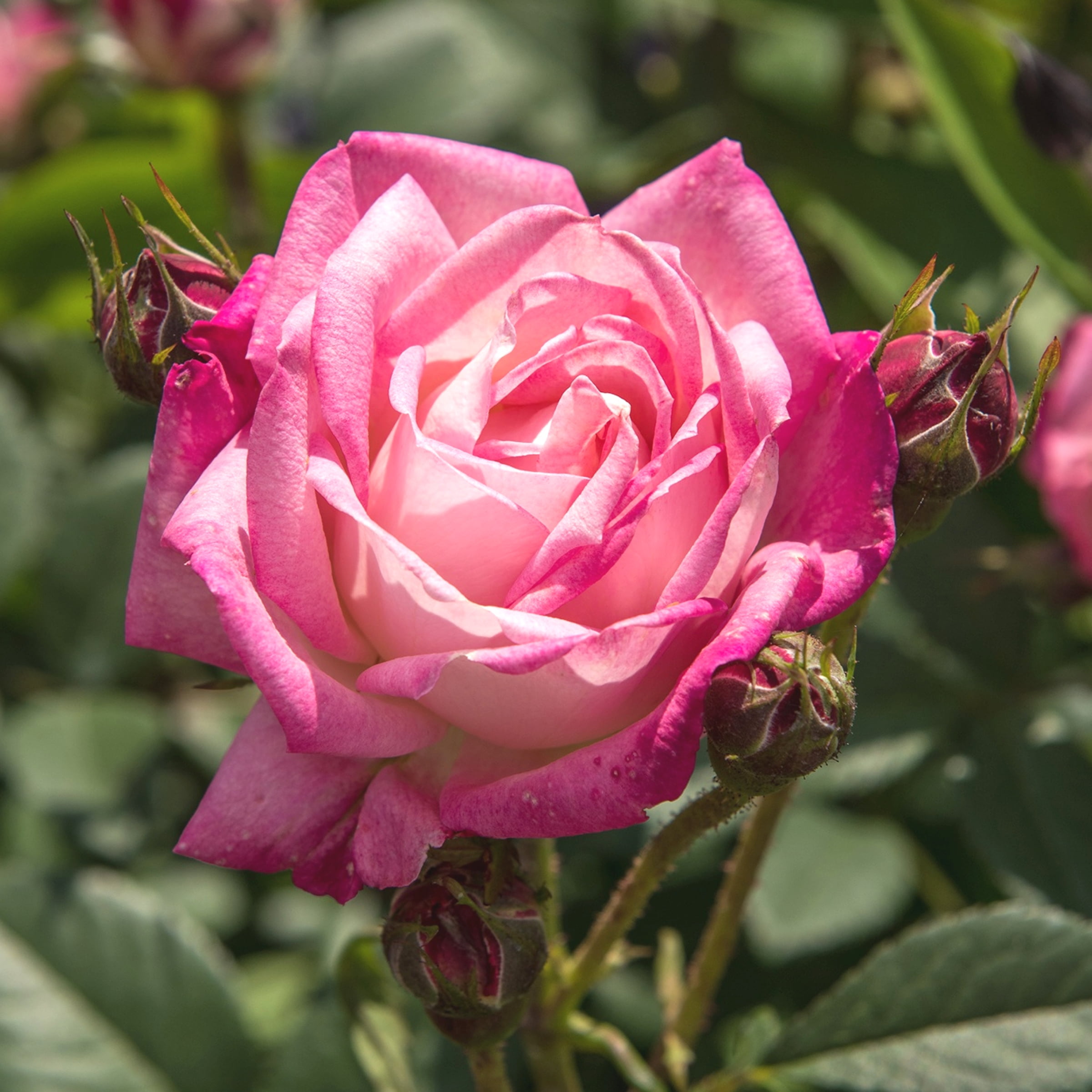 Bloomables® Bareroot Peppermint Pop ™ Rose Live Shrub with Bloomables® Bareroot Peppermint Pop ™ Rose Live Shrub with