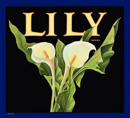 Art Lily Flower Lab