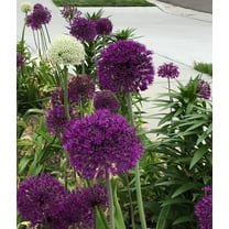 Allium Purple Blend 30 Bulbs