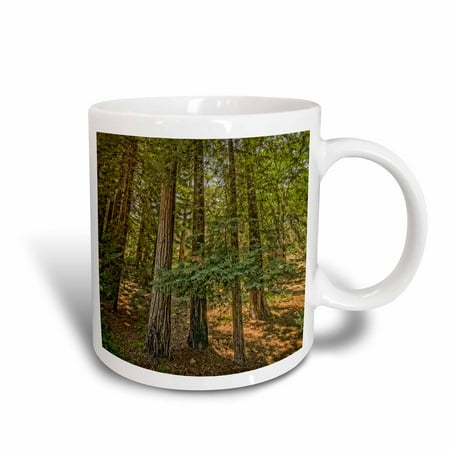 - 3dRose Redwood Tree Grove, Ceramic Mug, 11-ounce