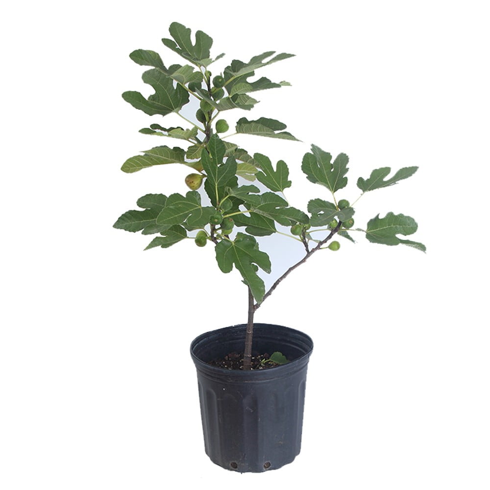 Fig Tree Live Fruit Tree in a 3 Gallon Pot Ficus Carica 'Black