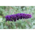 thumbnail image 5 of Seedville Dark Purple Butterfly Bush 50 Seeds Flower Seeds, Fragrant, Attracts Hummingbirds, 5 of 10