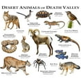 thumbnail image 3 of CafePress - Animals Of Death Valley Mug - 11 oz Ceramic Mug - Novelty Coffee Tea Cup, 3 of 6