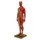 thumbnail image 1 of Modelo Anatómico Masculino, Modelo De Cuerpo De Escultura Duradero, Resistente, Natural Y Armonioso Para Enseñar Como Referencia, 1 of 7