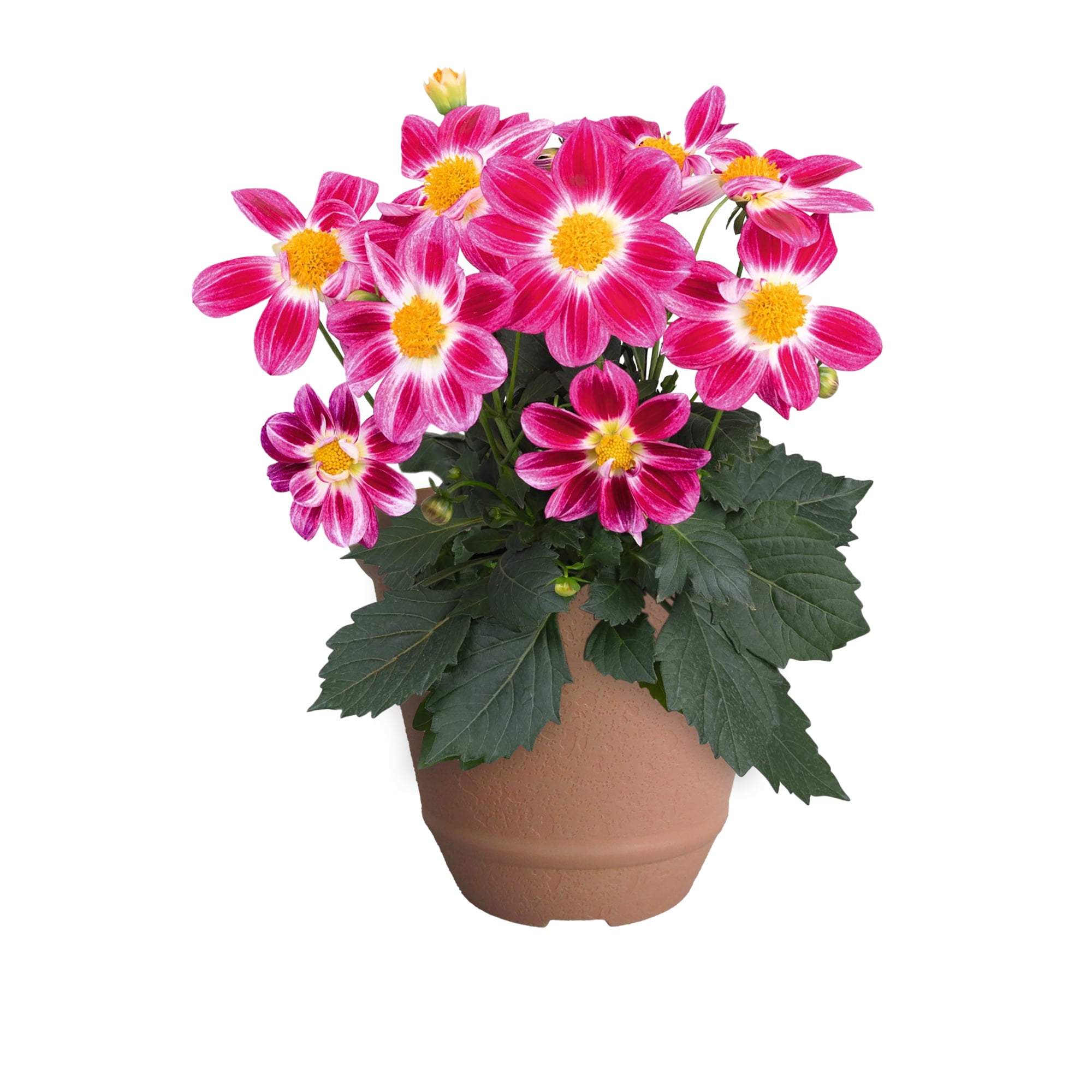 Better Homes & Gardens 3 qt Purple and Yellow Dahlia Live Plant in Decorative Pot, Full Sun