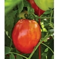 Burpee Gladiator 25 NonGMO Seeds Hybrid Red Slicing & Paste Delicious