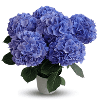 Blue Hydrangeas Live Plants 3–5 inch Tall, Dormant Blue Hydrangea Plant, Vibrant Bloom Shrub for Garden