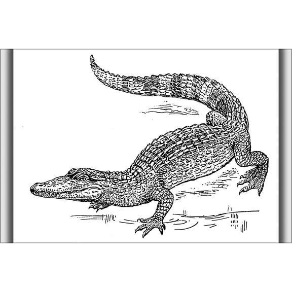 24"x36" Gallery Poster, line art example of a Crocodile