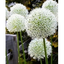 3 "White Giant" Allium Bulbs for Planting. 4 Feet Tall Flowers with Giant White Bloom. Amazing, Must See