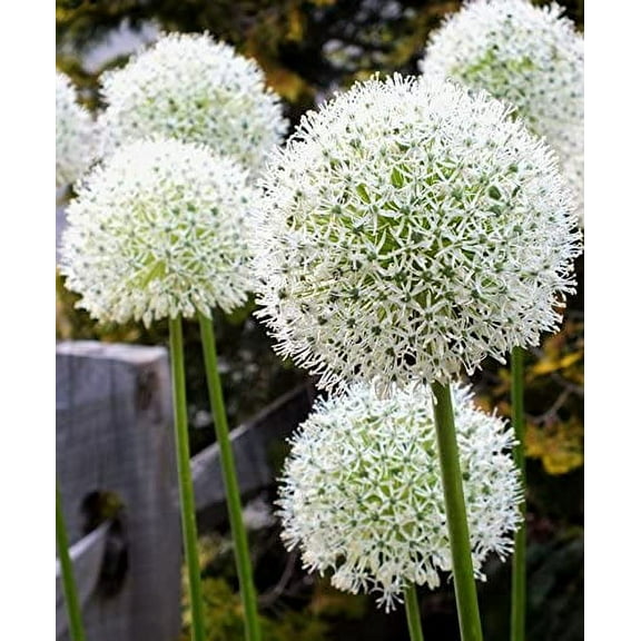 3 "White Giant" Allium Bulbs for Planting. 4 Feet Tall Flowers with Giant White Bloom. Amazing, Must See