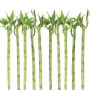 Costa Farms 10" Lucky Bamboo Stalks, Low Indirect Sunlight, Indoor Live House Plants, 10-Pk