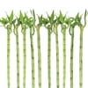 Costa Farms Live Indoor 10in. Tall Green Lucky Bamboo; Low, Indirect Light Plant, in 1in. Tube, 10-Pack