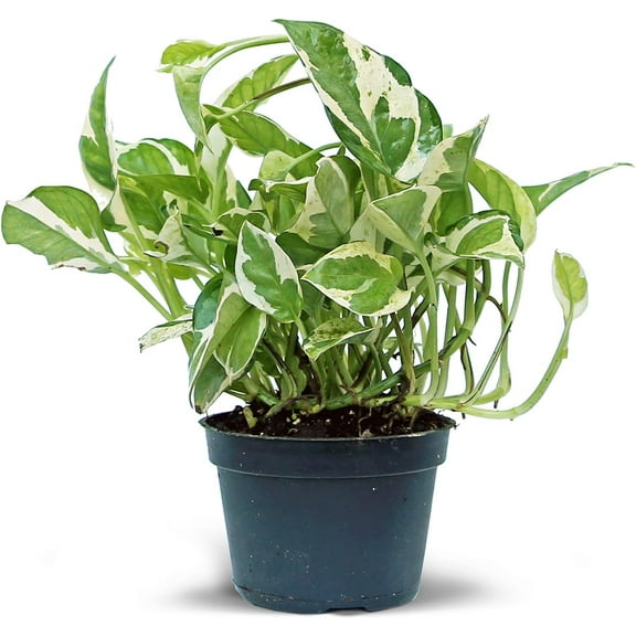 BLOSSOM BOOM GARDEN CENTER 10" Variegated Pearls & Jade Live Plants in 4" Pot