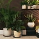 thumbnail image 2 of Bewildely Soporte para plantas versátil de 2 piezas con características fáciles de mantener y duradero para interiores y exteriores Jardín y Patio, 2 of 6