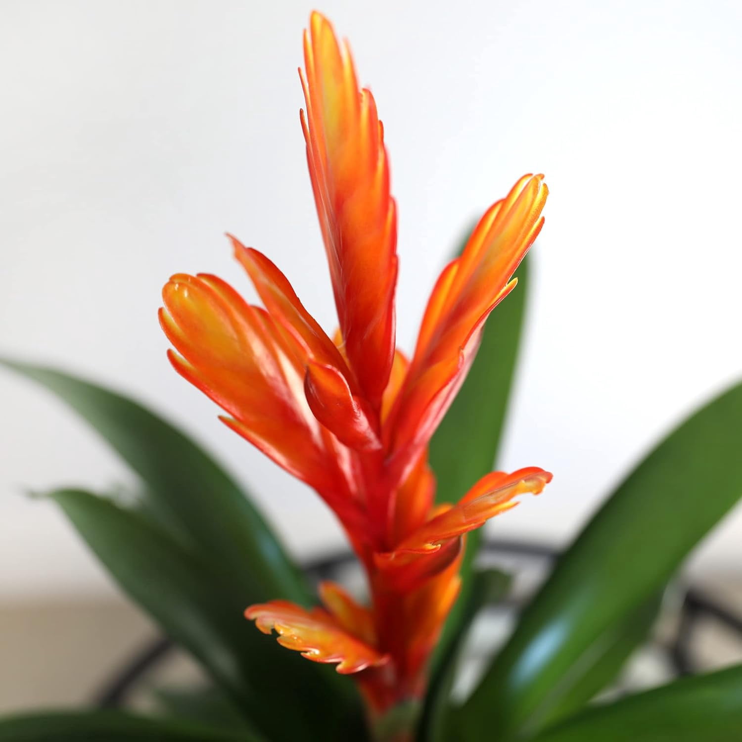Just Add Ice 15" Tall Orange Vriesea Bromeliad Live Plant in 5" Moss Topped Cream Jute Pot, House Plant