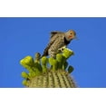 thumbnail image 2 of Illg, Cathy and Gordon 18x13 Gold Ornate Wood Framed with Double Matting Museum Art Print Titled - AZ, Pima Co, Gilded flicker on saguaro blossom, 2 of 4