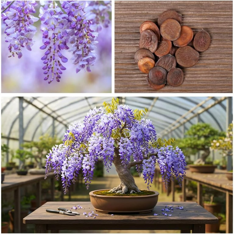 Chinese Wisteria Bonsai Tree Seedling for Planting - 1 Year Old Well Rooted Seedling