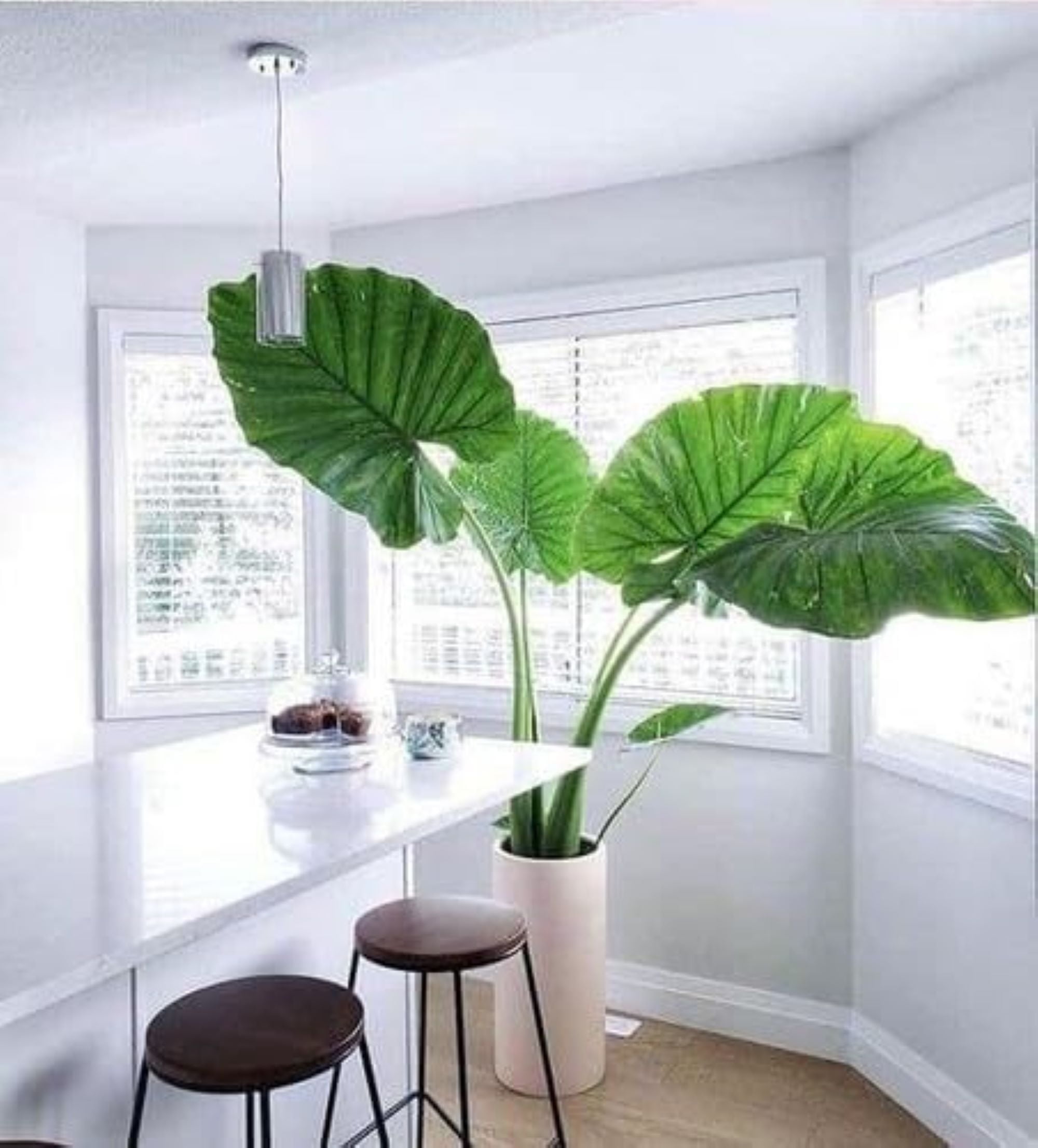 peace lily indoor plants Buy Peace Lily Plants Online main image 0