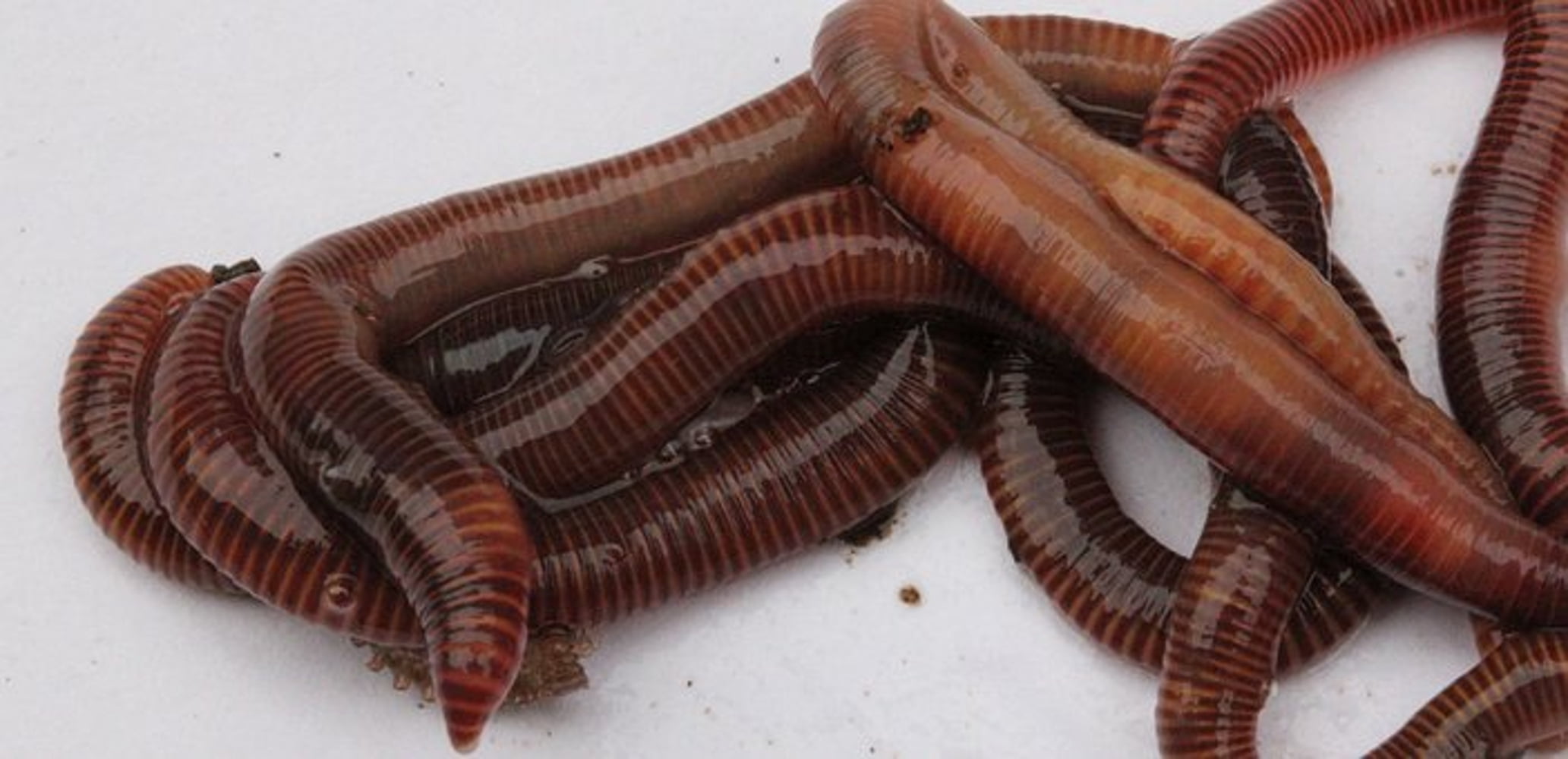 Live Pet Food for Lizards ; Red Wiggler Worms;1 pound approximately 1,000 worms 