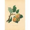 thumbnail image 3 of Thomas Andrew Knight 17x24 Black Modern Framed Museum Art Print Titled - Teinton Squash Pear (1811), 3 of 5