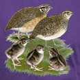 thumbnail image 3 of CafePress - Coturnix Quail Family Dark T Shirt - Men's Classic Graphic Cotton T-Shirt, 3 of 4