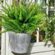 thumbnail image 4 of Plantas Decorativas Artificiales de Césped Persa Verde (Paquete de 10) | Plástico | 39 Cm | Decoración para El Hogar, El Jardín y Las Fiestas, 4 of 6