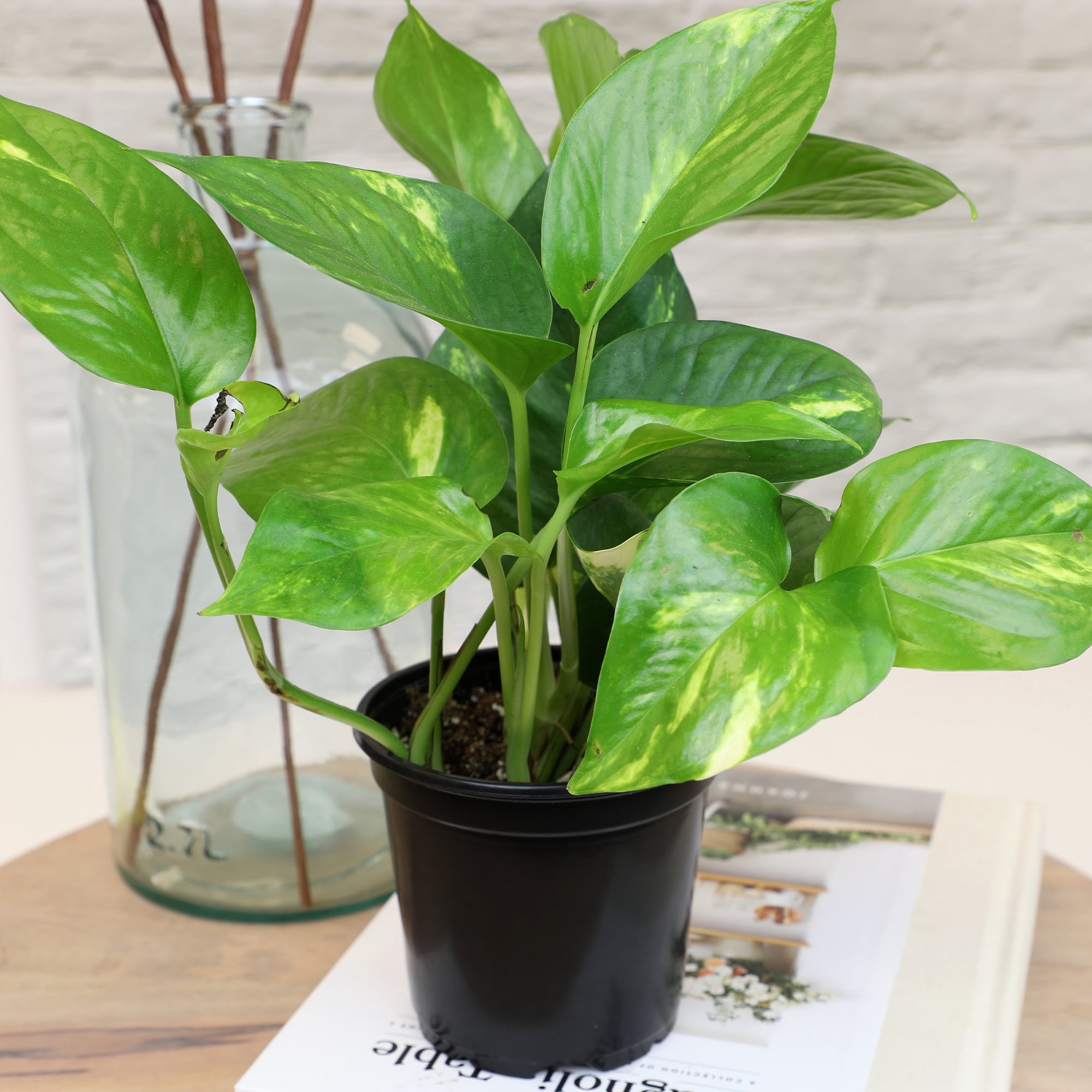 Element Live Pothos Plant Variety Pack, 4.25in Grower Pots, Easy Care (3 Count)