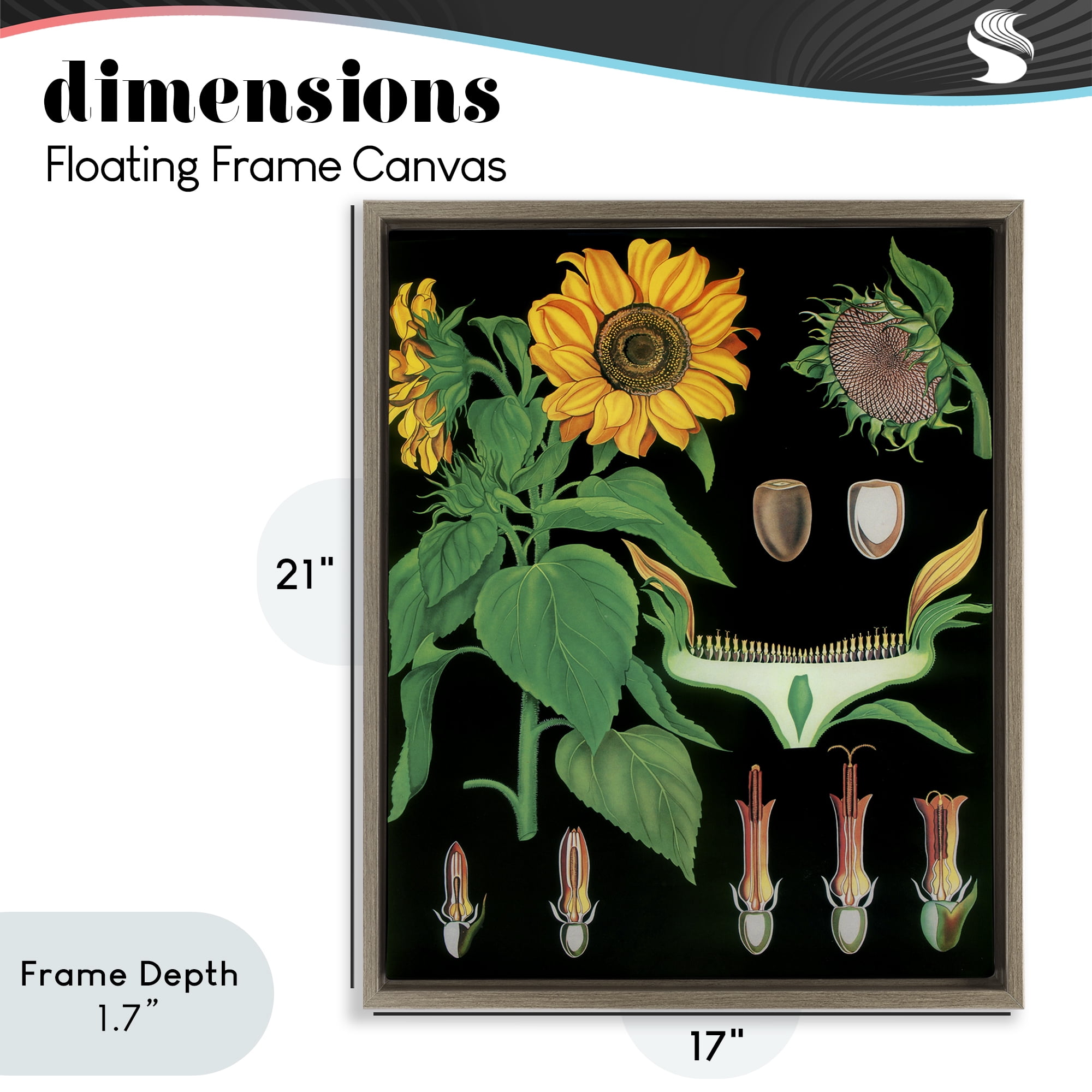 Stupell Industries Sunflower Bulb Illustrations Brown Framed Floater Canvas Wall Art, design by Vintage Hustle